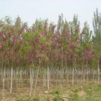 香花槐_香花槐小苗價格_香花槐發展前景
