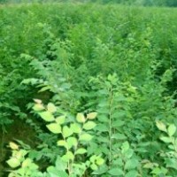 櫸樹批發中心,安徽宣城晴虹苗木基地