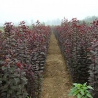 紅葉李樹苗價(jià)格_紅葉李種植技術(shù)