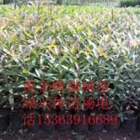 批發大量黃金熊貓樹 櫻花、檀香、大葉杜英、中葉杜英、尖葉杜英