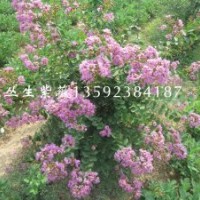 河南紫穗槐培育中心，大量供應叢生紫薇，多年生紫薇