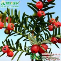 曼地亞紅豆杉（紫科一號） 凈化空氣、含“紫杉醇”最高的黃金植
