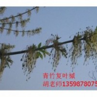 青竹復葉槭開花