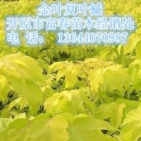 供應(yīng)金葉復(fù)葉槭小苗|東北遼寧金葉復(fù)葉槭基地價格哪里買
