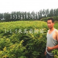江蘇1米高欒樹占地苗綠化苗木行道樹欒樹工程苗各種規格