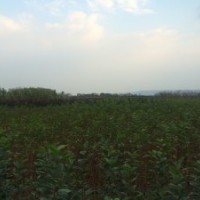 供應紅楓、櫻花、雞爪槭、紅葉李、海棠、紫薇等各種小苗
