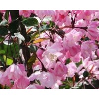 2-8公分垂絲海棠苗，垂絲海棠芽苗及根接苗。