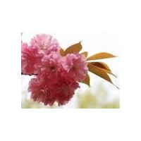 櫻花家族添新奇葩【紅葉櫻花】嫁接和扦插技術。