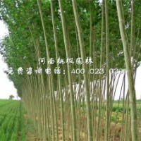 楊樹工程苗河南桃楓園林花木出售