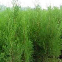 側柏扁柏香柏香柯樹廉價提供規(guī)格齊全