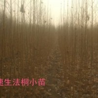 低價(jià)供應(yīng) 法桐苗 白蠟苗 低價(jià)超乎想象！