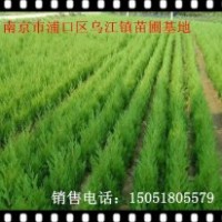 供應蜀檜