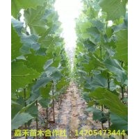 特價供應法桐白蠟苗