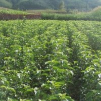 批量供應梨樹果 銷售各種果樹高度梨樹苗 嫁接梨樹苗 量大優惠