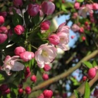 海棠苗木基供應北美系列海棠樹苗直銷優質北美海棠系列--珠穆朗瑪