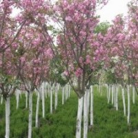 5公分西府海棠價格 長期供應西府海棠樹苗 行道樹優質風景綠化苗