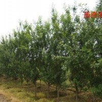 求購西府海棠 長期供應2-10公分多規格西府海棠樹苗 優質綠花苗