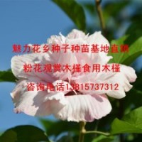 中國(guó)最美的木槿花粉色木槿批發(fā)粉木槿樹苗