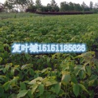 復(fù)葉槭苗供應(yīng)商100厘米高一年生復(fù)葉槭小苗價格復(fù)葉槭苗