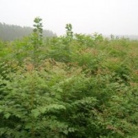 北欒小苗、北欒苗價格、北欒苗