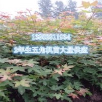 2年生五角楓苗1公分左右苗批發供應江蘇五角楓苗價格