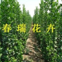 小葉黃楊，北海道黃楊，冬青