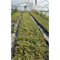 大量供應紅點、十月光輝