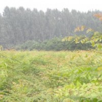 出售 0.8公分 1公分 2公分 1.5米 2米 3米北欒小苗 北欒價格 北欒
