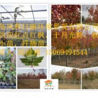 常年供應紅點紅楓扦插小苗