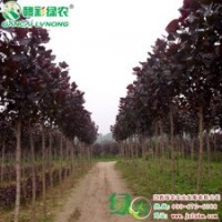“四季紅”楊 彩葉楊小苗 觀賞價(jià)值極高|江西綠農(nóng)發(fā)展有限公司