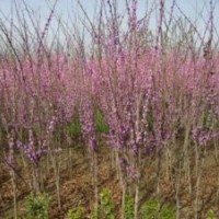 紫荊樹_紫荊樹價(jià)格-紫荊樹圖片