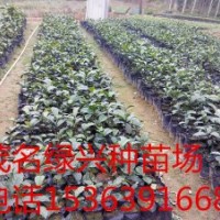 大量供應紅桂木苗(胭脂苗、狗果樹苗、狗卵子樹苗、將軍樹苗)