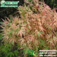 日本紅楓蝴蝶楓 紅楓小苗供應批發零售|江西綠農發展有限公司