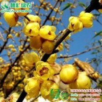 素心臘梅 少見的黃色花瓣 好看的梅花 樹形優美 素心臘梅小苗供應