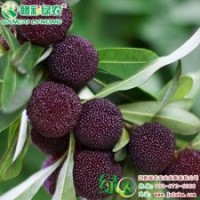 臺灣黑高峰 正宗楊梅小苗供應 臺灣黑高峰報價|江西綠農
