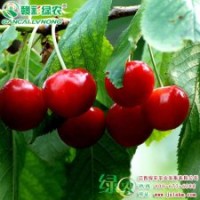 南方紅珍珠 南方紅珍珠報價 櫻桃小苗供應批發零售