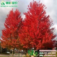 美國改良紅楓 秋火焰 紅楓小苗供應批發零售|江西綠農