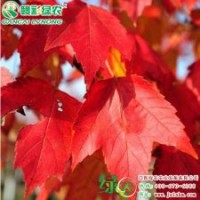 美國改良紅楓 十月光輝 紅楓小苗供應批發零售|江西綠農