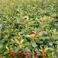 數量大的火棘苗就來錦涵苗木場吧基地供貨100畝苗