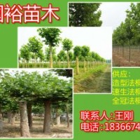 處理行道專用新式法桐13公分法桐扦插條技術要領