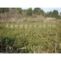 1米高濕地松，1米高木荷，1米高杜英，1米高楓香