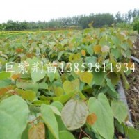 觀花大喬木巨紫荊小苗當年生1米高少量供應