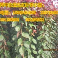 速生紅葉李、陜西紅葉李小苗、優質紅葉李樹苗
