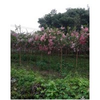 江西1-2公分小苗紫薇，桂花，雞爪槭