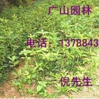 大量供應桂花苗、美國紅楓、銀杏等