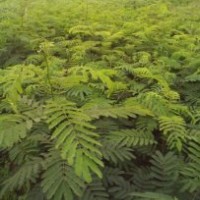 批發(fā)合歡小苗、一年生合歡小苗價(jià)格、合歡價(jià)格