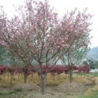 農(nóng)戶(hù)供應(yīng)紅楓櫻花海棠等