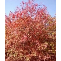 歐洲紅櫟種植要點