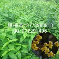 一年生臘梅苗最新報(bào)價(jià)全國包活