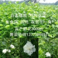 發展生態農業栽什么苗最合適食用木槿助您好運